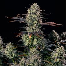 Alien Gas XXL Auto (x3)